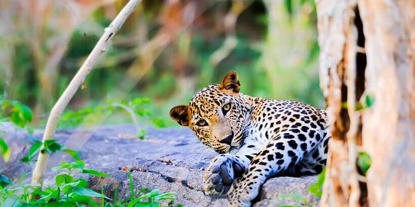 Anuradhapura: Full-Day Wilpattu All Inclusive Private Safari - Key highlights worth your attention