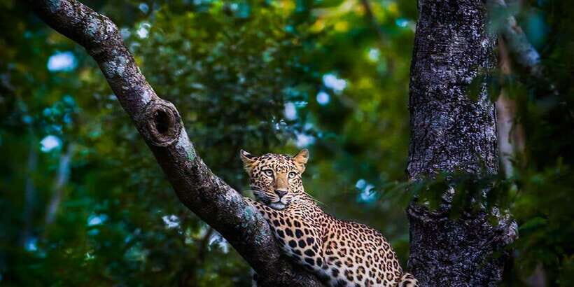 Anuradhapura: Full-Day Wilpattu All Inclusive Private Safari - Lunch inside the park: a break that doesn’t kill the momentum