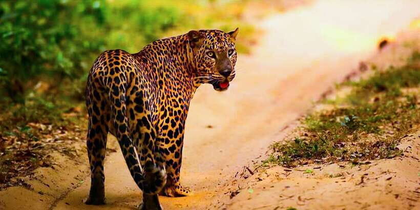 Anuradhapura: Full-Day Wilpattu All Inclusive Private Safari - What you’re actually looking for besides leopards