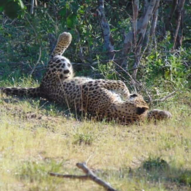 Anuradhapura: Full-Day Wilpattu All Inclusive Private Safari - Private-jeep spotting perks (and the reality of wildlife time)