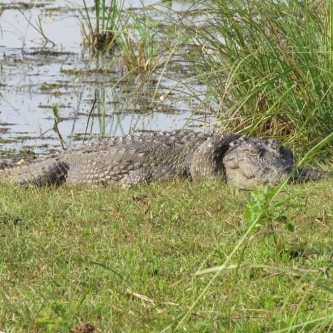 Anuradhapura: Full-Day Wilpattu All Inclusive Private Safari - Price and value: where $90 makes sense