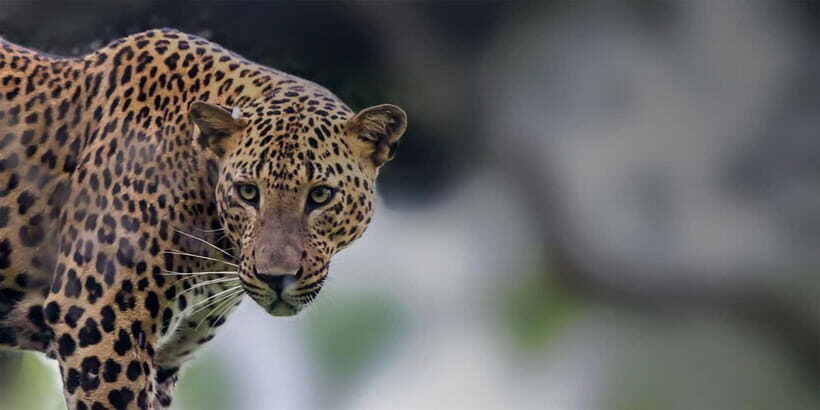 Arugam Bay: Yala Safari & DropOff in Ella - Safari + Transit - Key takeaways