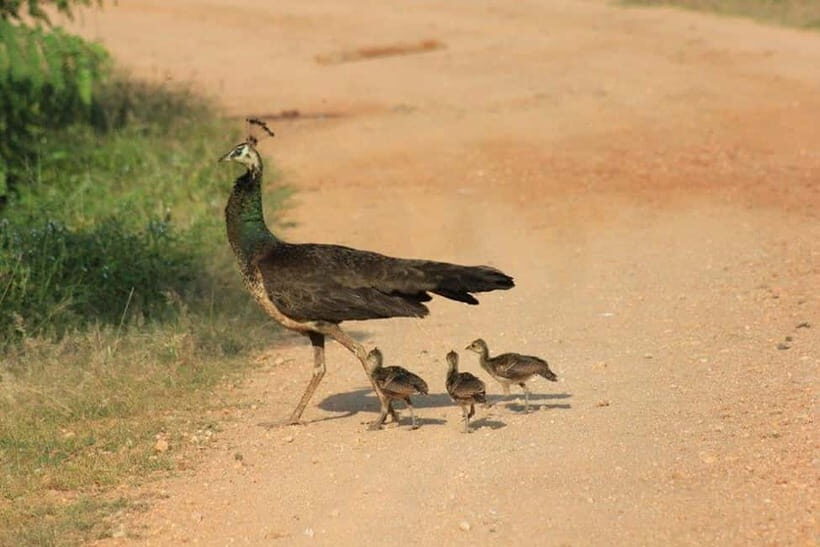 Arugam Bay: Yala Safari & DropOff in Ella - Safari + Transit - Who should book this Arugam Bay to Yala to Ella safari