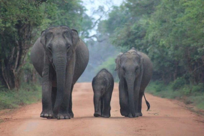 Arugam Bay: Yala Safari & DropOff in Ella - Safari + Transit - Wildlife you can hope to see (and how the guide finds it)