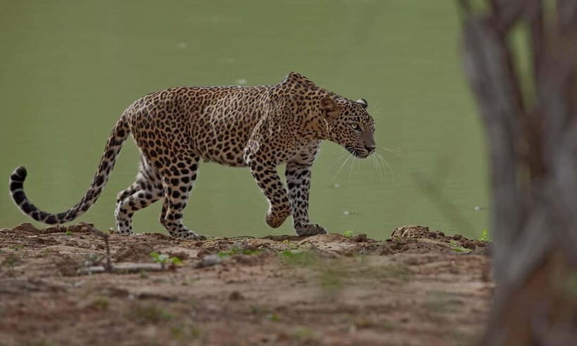Arugam Bay: Yala Safari & DropOff in Ella - Safari + Transit - Jeep comfort and practical safari realities