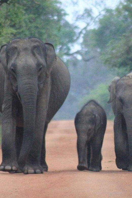 Arugam Bay: Yala Safari & DropOff in Ella - Safari + Transit - Price and value: what $84 buys you (and what it doesn’t)