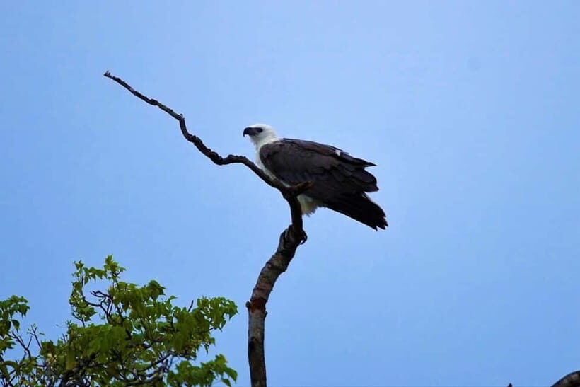 Arugambay :Pottuvil Lagoon Mangrove Eco Boat Safari Tours - Price and Value: Is $32 Worth It?