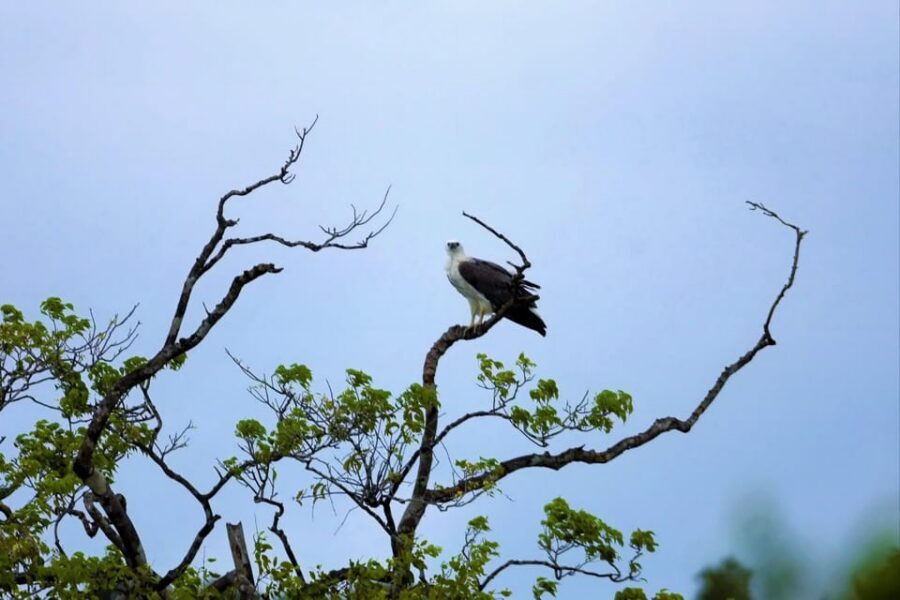 Arugambay :Pottuvil Lagoon Mangrove Eco Boat Safari Tours - The Quiet Boat Factor: Why No-Motor Mornings Change Your Odds