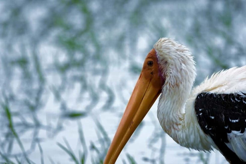 Arugambay :Pottuvil Lagoon Mangrove Eco Boat Safari Tours - Crocodiles and the Smart Way to Sight-Spot