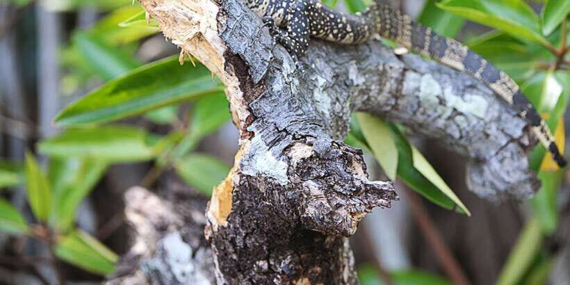 Bentota beach, River Mangroves lagoon, Wildlife Tour - Key Things You’ll Want to Know First