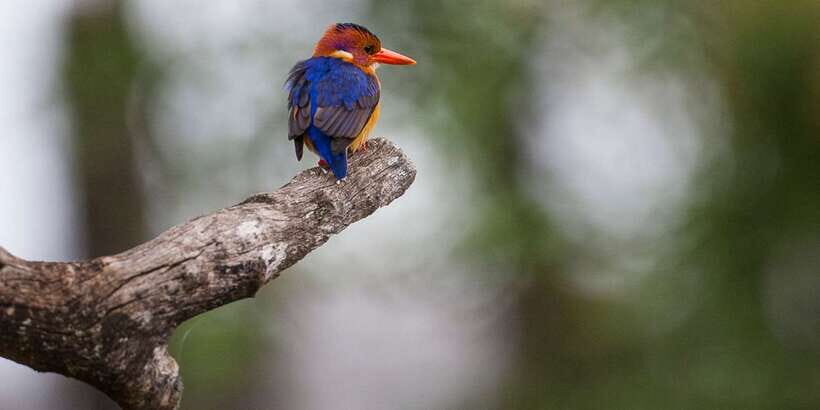 Bentota beach, River Mangroves lagoon, Wildlife Tour - Boarding at Aida Gems & Jewellery: Quick Start, Clear Meeting Point