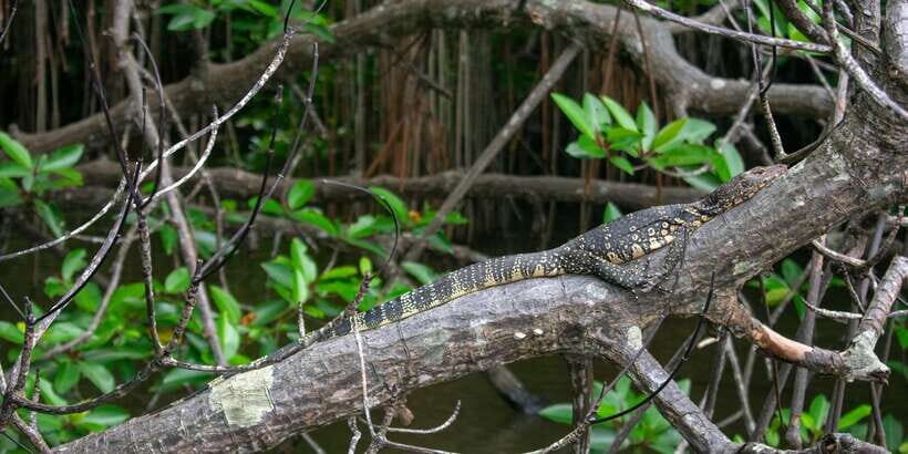 Bentota beach, River Mangroves lagoon, Wildlife Tour - Bentota Beach Moments: Pristine Coast, Easy Sightseeing Pace