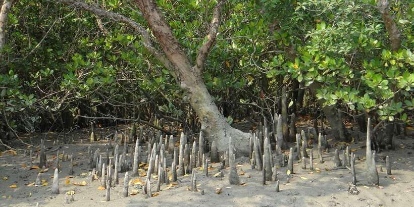 Bentota beach, River Mangroves lagoon, Wildlife Tour - Price and Value: Does $30 per Person Make Sense for What You Get?