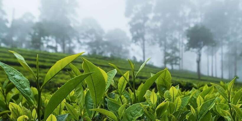 Bentota/Kalutara/Hikkaduwa/Galle/Mirissa: Day Trip to Ella - Halpewatte Tea Factory: A Calm Finish With a Cup of Tea