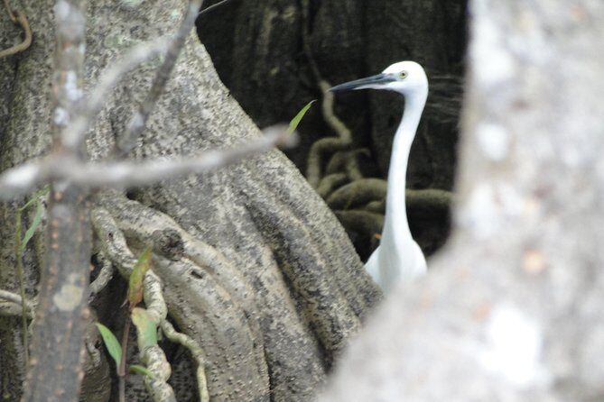 Bentota River Safari - Key Things To Know Before Your Bentota River Safari