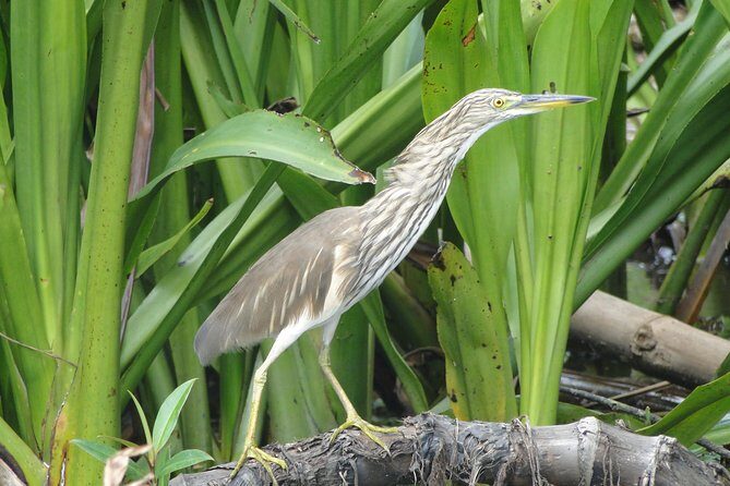 Bentota River Safari - Why Bentota’s Mangroves Are a Better Safari Than a Zoo
