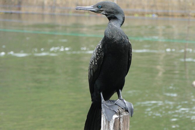 Bentota River Safari - What to Wear, Bring, and Watch For on the River