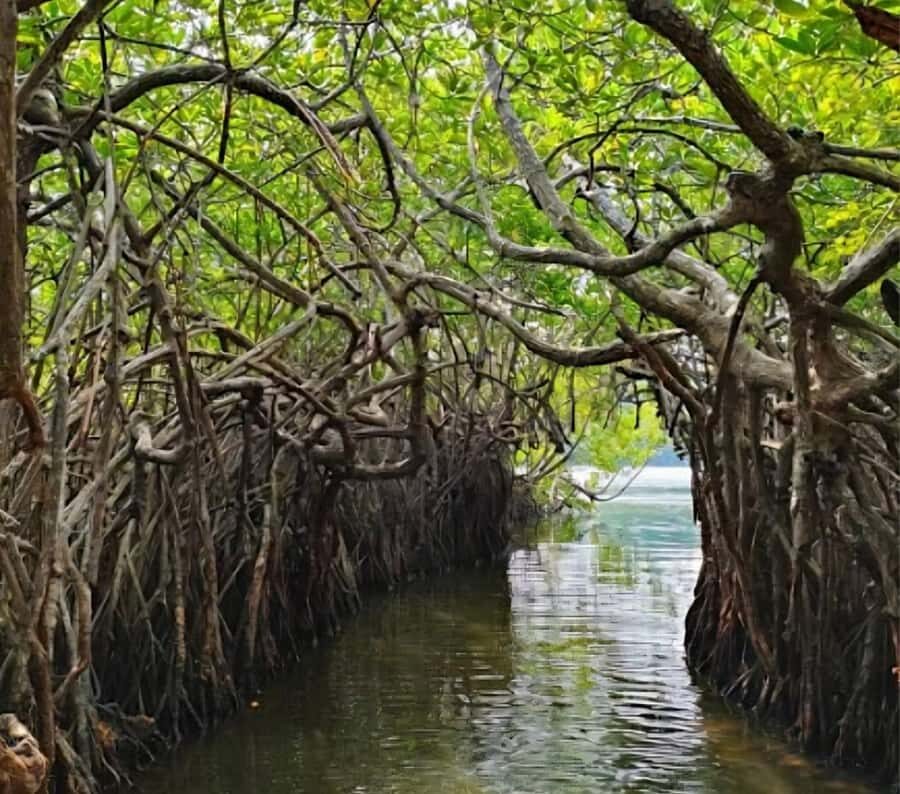 Bentota River Safari -Ahungalla/Bentota/Aluthgama/Kosgoda - Key things I’d circle before you book