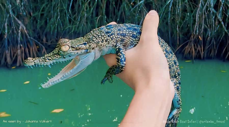 Bentota River Safari -Ahungalla/Bentota/Aluthgama/Kosgoda - The 2-Hour Guided Safari: What You’ll Actually Be Doing
