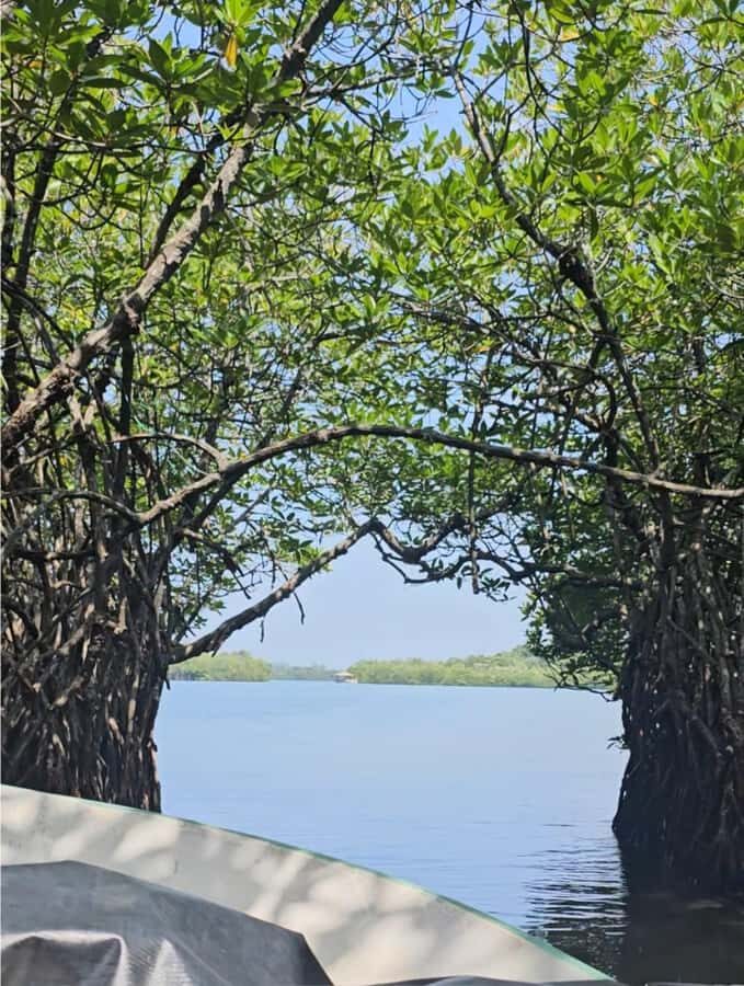 Bentota River Safari -Ahungalla/Bentota/Aluthgama/Kosgoda - Wildlife Focus: Crocodiles, Snakes, Monkeys, Bats, and More