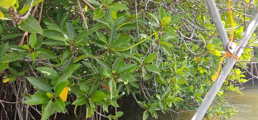 Bentota River Safari -Ahungalla/Bentota/Aluthgama/Kosgoda - One-Day Plan: How the Day Flows From Pickup to Drop-Off