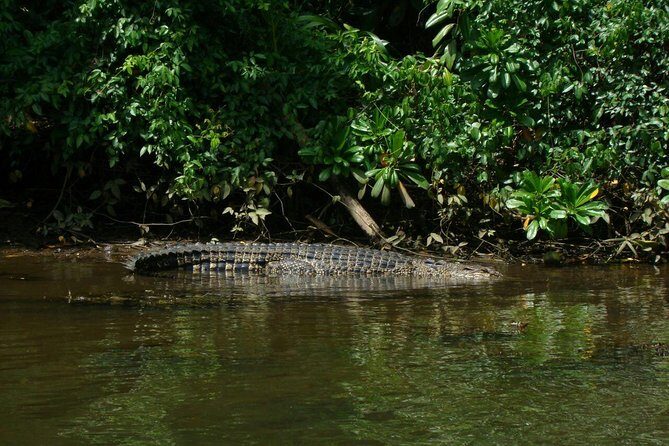 Bentota River Safari By BTM (Mangrove & Wildlife Encounter) - Key Highlights You’ll Actually Care About