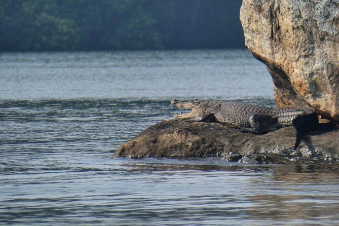 Bentota River Safari By BTM (Mangrove & Wildlife Encounter) - The 2-hour Bentota River itinerary: what happens during the safari