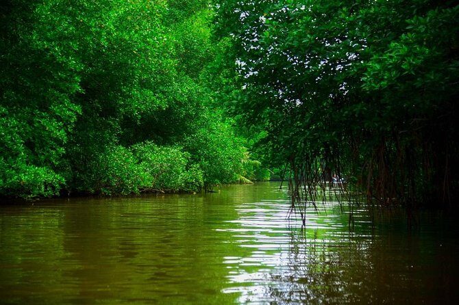 Bentota River Safari By BTM (Mangrove & Wildlife Encounter) - Price and value: what $32 gets you in the real world