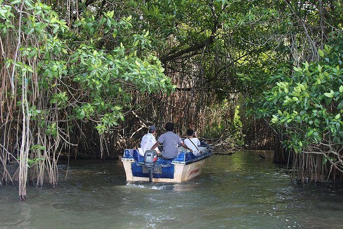 Bentota River Safari By BTM (Mangrove & Wildlife Encounter) - My practical tips for better sightings (and less frustration)