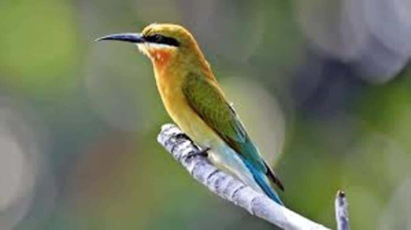 Bentota: River Safari with Hotel Pickup and Drop-Off - Why the Bentota River Safari Feels Different Than a Typical Tour