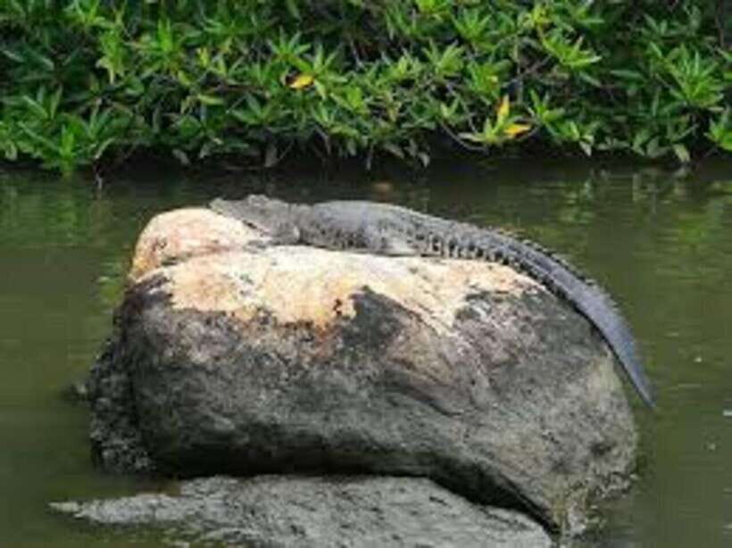 Bentota: River Safari with Hotel Pickup and Drop-Off - Price and Value: What $28 Buys You in Bentota