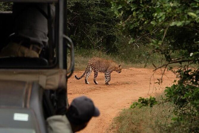 Best Value Yala Safari: Spot Leopards, Elephants & Bears (Shared) - The guide makes the difference: Ishara’s style and the team approach