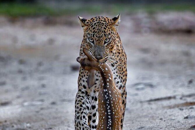Best Value Yala Safari: Spot Leopards, Elephants & Bears (Shared) - Food, water, and jeep comfort: small choices that matter