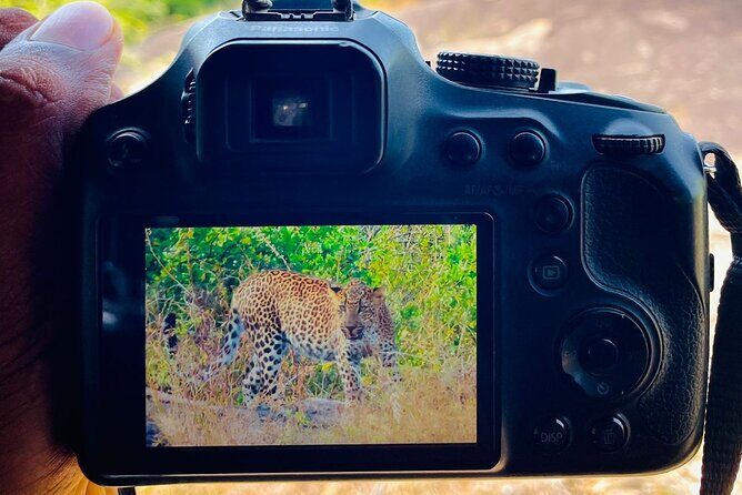 Best Value Yala Safari: Spot Leopards, Elephants & Bears (Shared) - Price and value: what $20 gets you in Yala