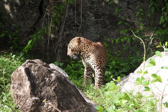 Best Value Yala Safari: Spot Leopards, Elephants & Bears (Shared) - Who should book this safari, and who should reconsider