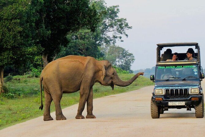 Best Value Yala Safari: Spot Leopards, Elephants & Bears (Shared) - Inside the Yala safari drive: what you’ll see in each part of the day