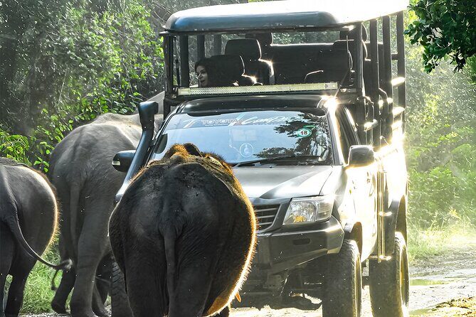 Best Yala Shared Leopard Safari: Tissamaharama Wildlife Tours - Key highlights you should care about