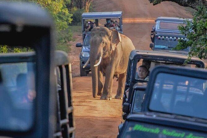 Best Yala Shared Leopard Safari: Tissamaharama Wildlife Tours - How the pickup and small-group format changes your day