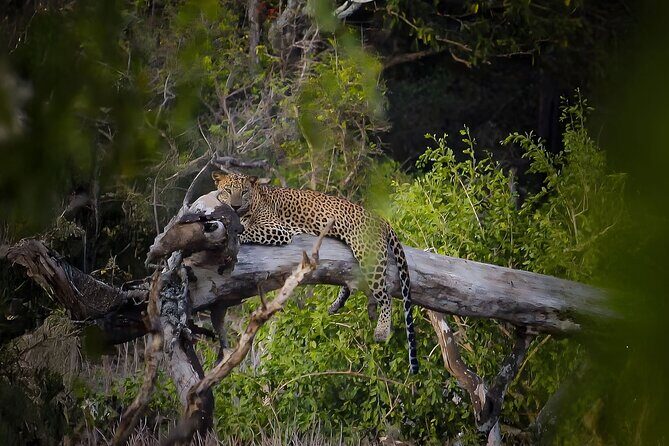 Best Yala Shared Leopard Safari: Tissamaharama Wildlife Tours - What you can actually see in Yala (and what to expect from leopard country)