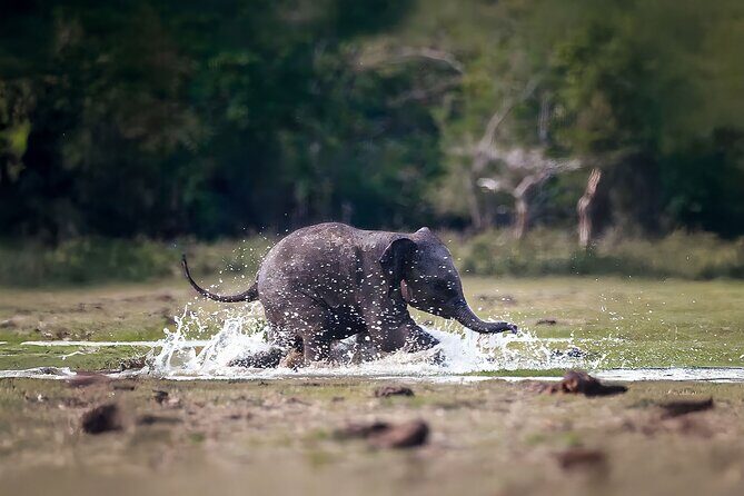 Best Yala Shared Leopard Safari: Tissamaharama Wildlife Tours - Jeep comfort and the viewing style that helps your photos