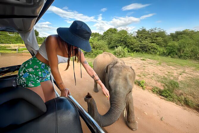 Best Yala Shared Leopard Safari: Tissamaharama Wildlife Tours - Food and water: the small detail that makes or breaks a long safari