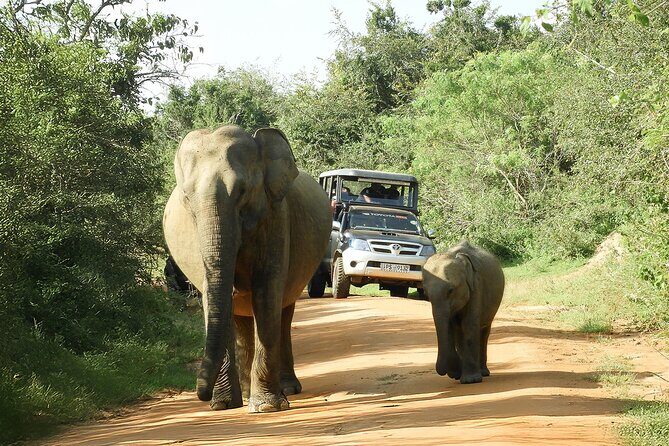 Best Yala Shared Leopard Safari: Tissamaharama Wildlife Tours - Price and value: is $26 fair for a shared Yala safari?