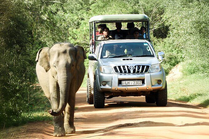 Best Yala Shared Leopard Safari: Tissamaharama Wildlife Tours - Yala National Park in a shared jeep: what this safari really delivers