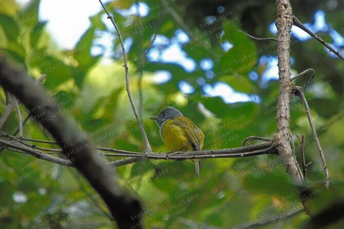 Bird Watching Tours in Sinharaja Rain Forest - Key things to know before you go