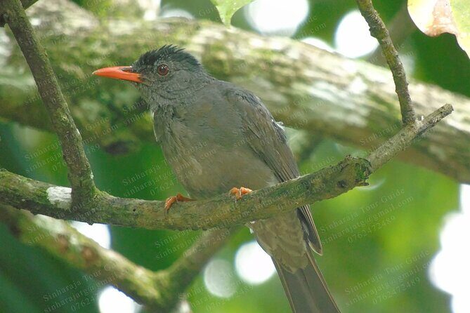Bird Watching Tours in Sinharaja Rain Forest - Why Sinharaja bird watching starts at 5:30 am