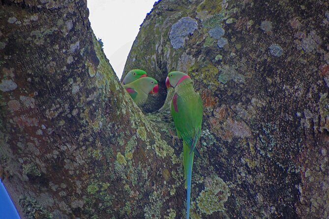 Bird Watching Tours in Sinharaja Rain Forest - Included value: what $140 buys you in the real world