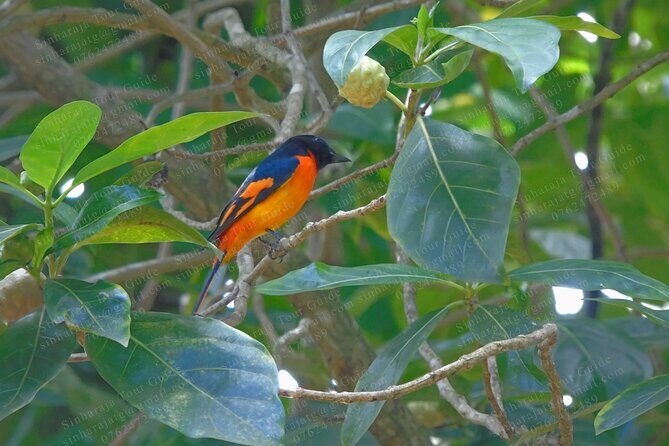 Bird Watching Tours in Sinharaja Rain Forest - Private tour energy: why small group time helps birding