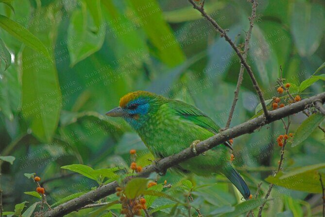 Bird Watching Tours in Sinharaja Rain Forest - Weather matters more than you think
