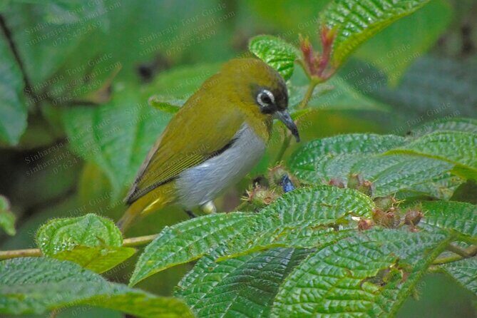 Bird Watching Tours in Sinharaja Rain Forest - Tips that make the day easier (without overcomplicating it)