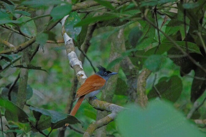 Bird Watching Tours in Sinharaja Rain Forest - Who should book this Sinharaja bird watching tour